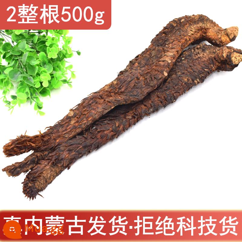 Nội Mông Alxa Cistanche Deserticola 500g toàn bộ thuốc thảo dược Trung Quốc nguyên chất không chứa Cynomorium Epimedium Maca ngâm rượu - 2 miếng Cistanche Deserticola 500g (khoảng 5 tuổi) (Nội Mông)