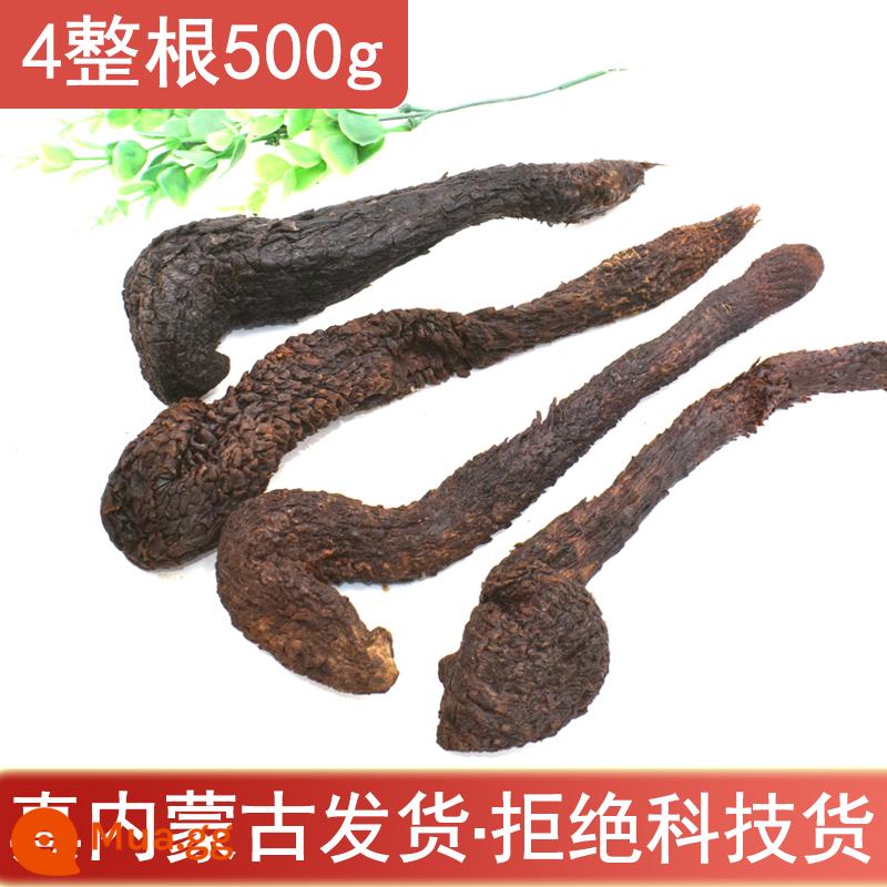 Nội Mông Alxa Cistanche Deserticola 500g toàn bộ thuốc thảo dược Trung Quốc nguyên chất không chứa Cynomorium Epimedium Maca ngâm rượu - 4 miếng Cistanche Deserticola 500g (khoảng 3 tuổi) (Nội Mông)