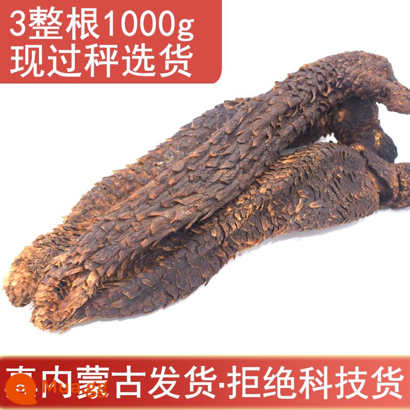 Nội Mông Alxa Cistanche Deserticola 500g toàn bộ thuốc thảo dược Trung Quốc nguyên chất không chứa Cynomorium Epimedium Maca ngâm rượu - 3 rễ Cistanche Deserticola 1000g (khoảng 6-7 tuổi) (Nội Mông)