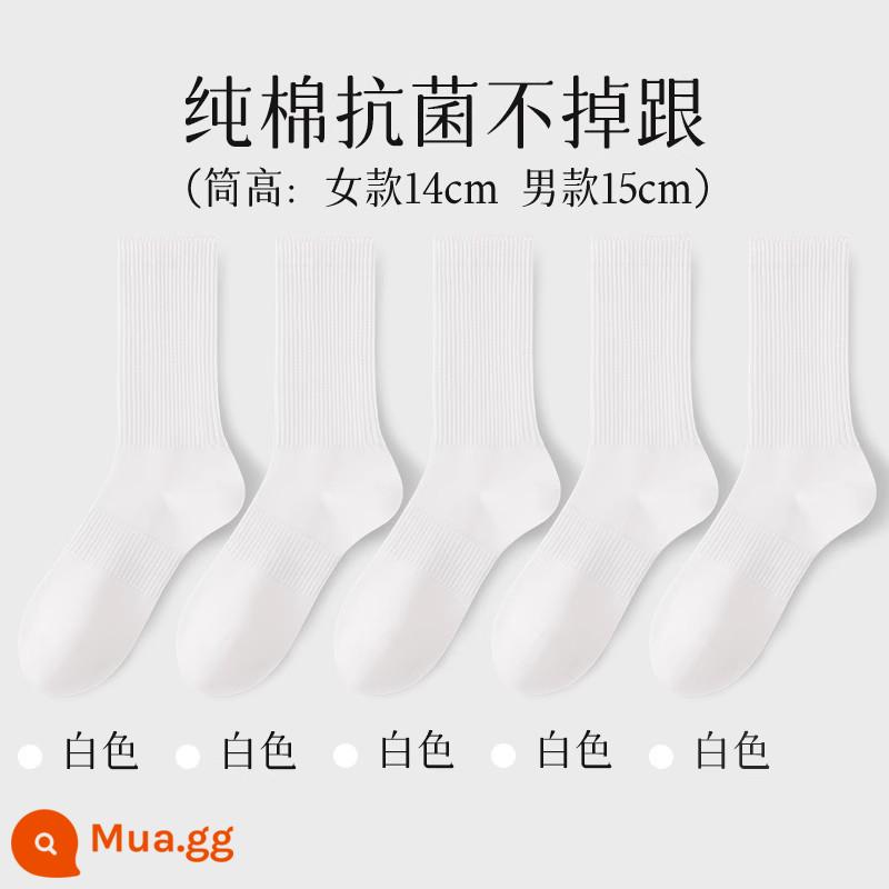 Tất nữ đến giữa bắp chân nữ mùa xuân thu 100% cotton chính hãng thể thao kháng khuẩn vớ thể thao nam màu trắng - Tất dài đến bắp chân (bộ trắng)