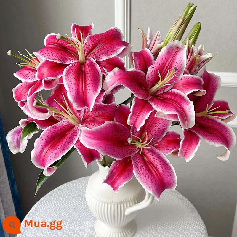 Vân Nam Đế Hoa Tóc Thẳng Nước Hoa Lily Tươi Cắt Hoa Hoa Thật Hoa Hướng Dương Hoa Hồng Nhà Bình Thủy Canh - 10 bông hoa loa kèn đen đẹp