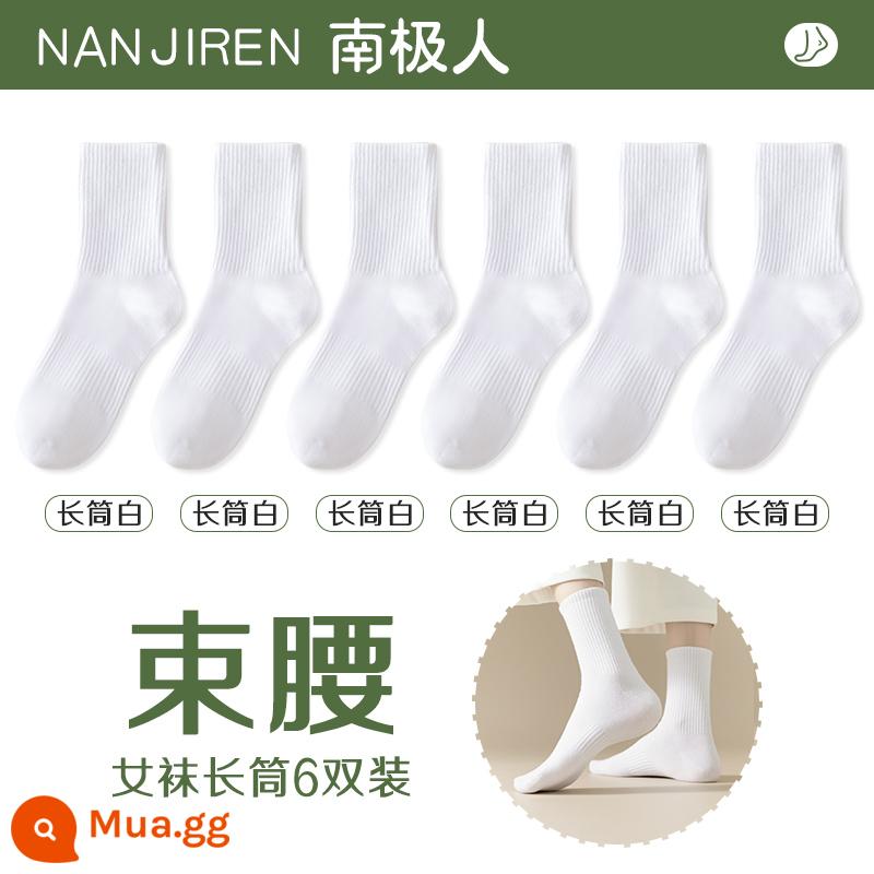 Tất nữ Tất dài đến bắp chân nữ mùa xuân thu đông Tất cotton nguyên chất không xương Tất thể thao mùa hè Tất ngắn nữ màu trắng nam - [Ống dài] 6 màu trắng