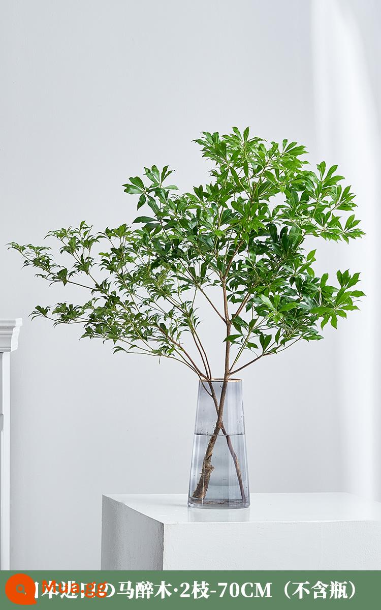 Ngựa say xỉn gỗ Nhật Bản nhập khẩu cây thủy canh cây tươi -Hoa phòng khách Plroponic Green Plant Flowers - Gỗ say ngựa nhập khẩu 2 miếng khoảng 70cm (chưa tính chai)