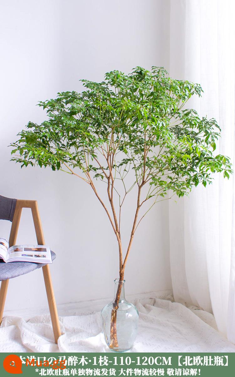 Ngựa say xỉn gỗ Nhật Bản nhập khẩu cây thủy canh cây tươi -Hoa phòng khách Plroponic Green Plant Flowers - Gỗ say ngựa nhập khẩu 1 chiếc 110-120cm [Bình bụng Bắc Âu]