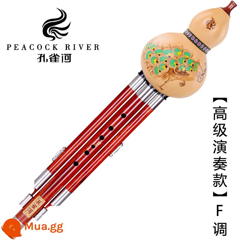 Peacock River gỗ gụ gỗ mun bầu lụa người lớn học sinh mới bắt đầu c-b điều chỉnh kiểm tra chứng chỉ chuyên nghiệp loại hiệu suất GF D điều chỉnh - [Mẫu hiệu suất nâng cao] Chìa khóa Yuying Lingkong F + túi quà