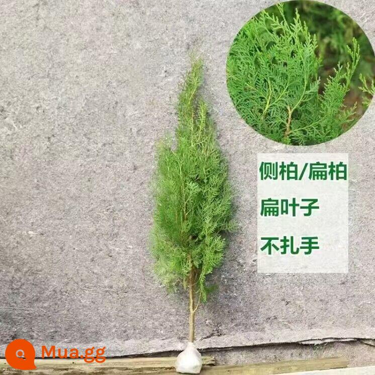 Cây bách tháp, cây non pinyon và arborvitae, cây bách xù, cây thông chùa và cây bách rồng, cây bách hinoki cây bách chịu lạnh bốn mùa phủ xanh dự án - Platycladus arborvitae chất lượng cao: 40cm trở lên (10 cây) sẽ nhận bột kích rễ