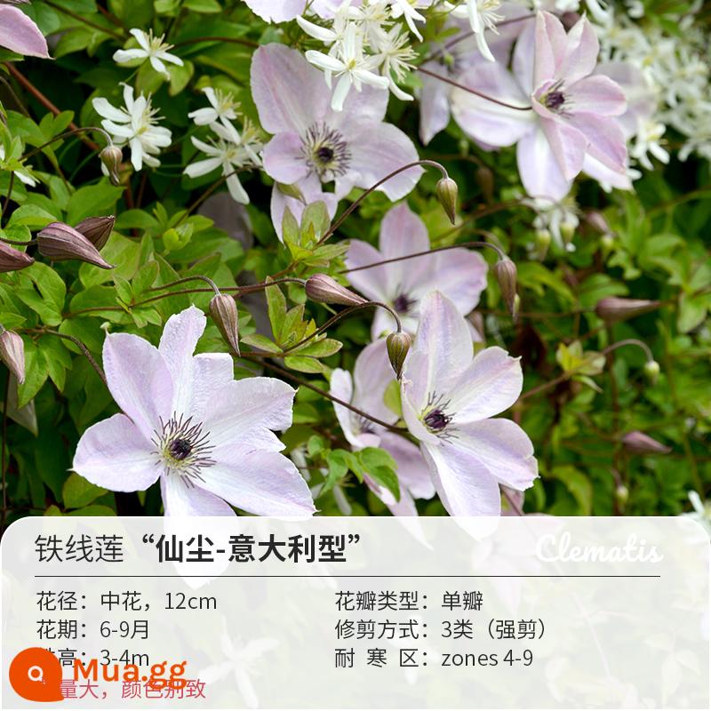 Bia Clematis Josephine Cây nho leo Hoa leo Vườn cây giống lớn Hoa nhiều mùa rất tốt để tăng gấp đôi Hoa lớn Utopia - Bụi Tiên 6L