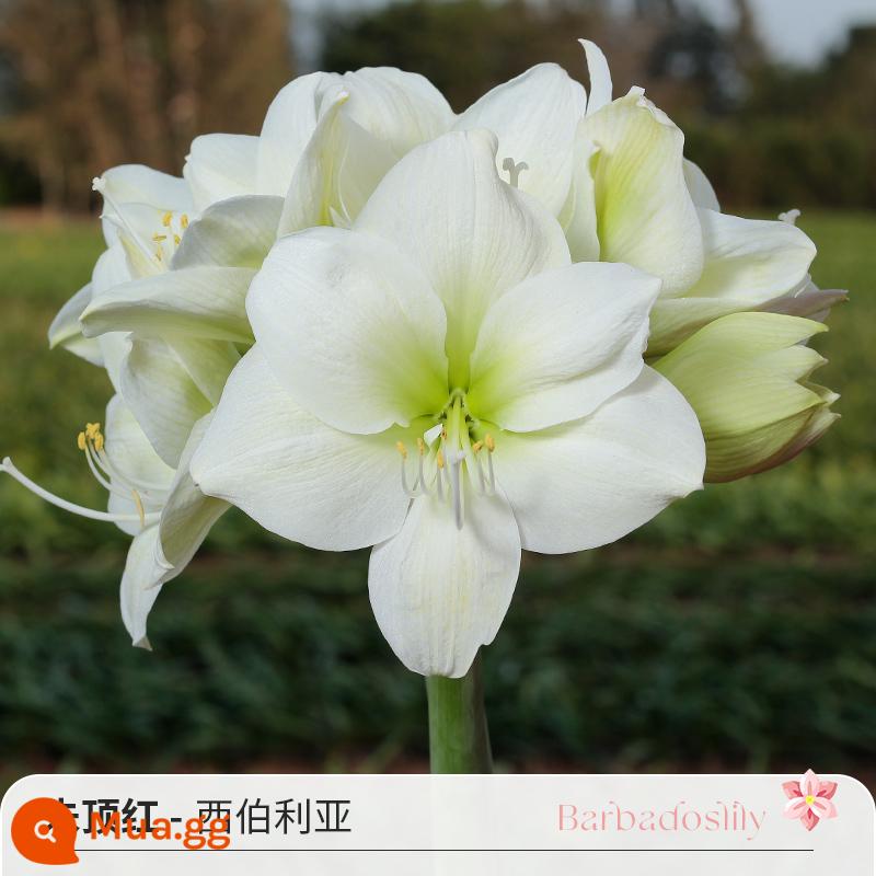 Cầu vồng, Việt Nam, Châu Phi, Peru Hippeastrum nhập khẩu củ hoa đôi, củ lớn, ma Alfred, diễn viên hài Tika, bán trước - [Giá gốc 58 nhân dân tệ] Amaryllis Peru Siberia (30/32)