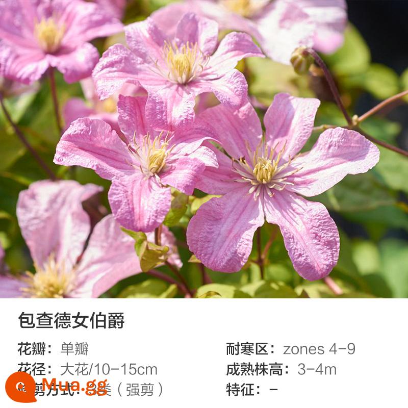 Bia Clematis Josephine Cây nho leo Hoa leo Vườn cây giống lớn Hoa nhiều mùa rất tốt để tăng gấp đôi Hoa lớn Utopia - [Có nụ] Nữ bá tước Bauchard 6L