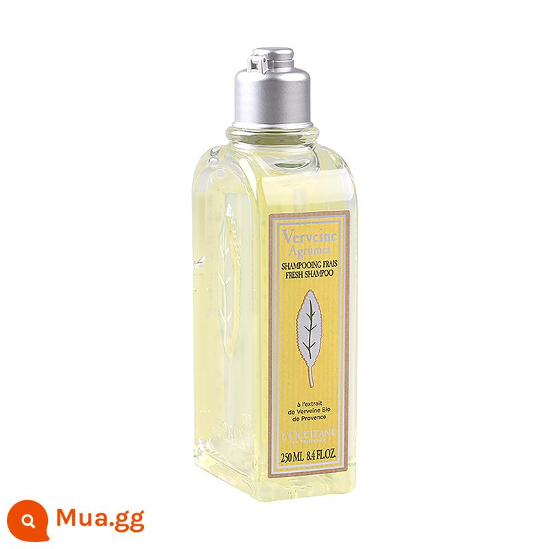 [Tự vận hành] Dầu gội và dầu xả L'Occitane Verbena 250ml Dầu gội và dầu xả không chứa dầu Silicone Hương thơm trái cây - Dầu gội cỏ roi ngựa [Guoyang]