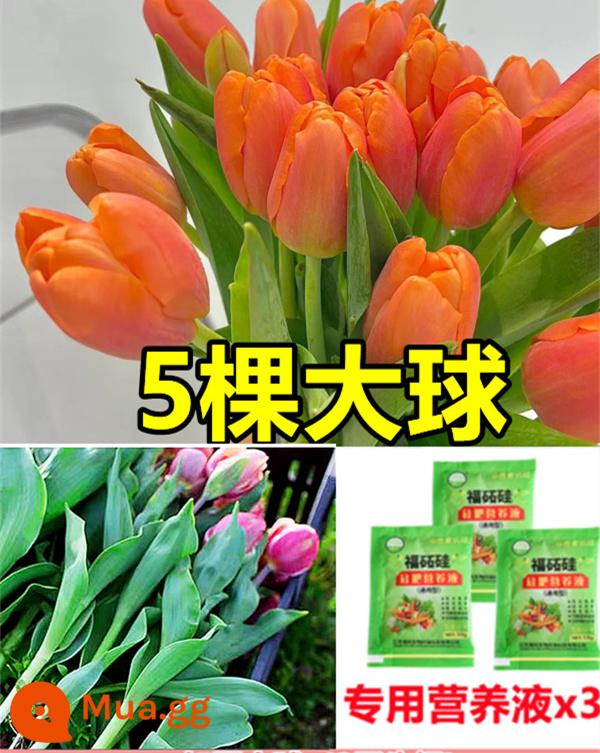 Tulip củ trồng thủy canh trong chậu có nụ cây hoa tươi trồng trong nhà hạt giống nhập khẩu dễ nuôi Bóng 5 độ - [Có nụ] 5 bông hoa tulip màu cam [Dung dịch dinh dưỡng miễn phí + bột tạo rễ]