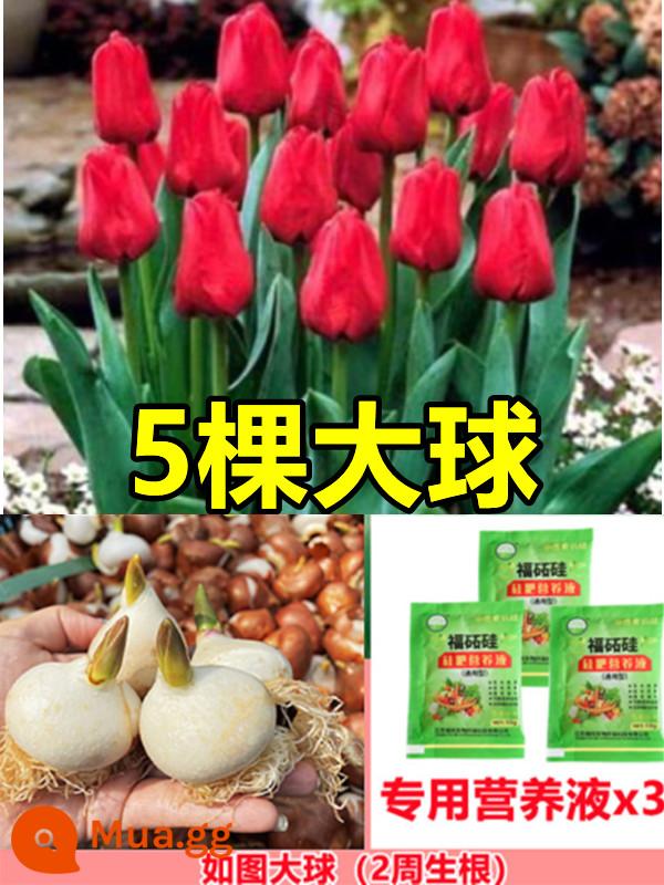 Tulip củ trồng thủy canh trong chậu có nụ cây hoa tươi trồng trong nhà hạt giống nhập khẩu dễ nuôi Bóng 5 độ - [Đã chọn] 5 bông hoa tulip đỏ [dung dịch dinh dưỡng miễn phí + bột tạo rễ]