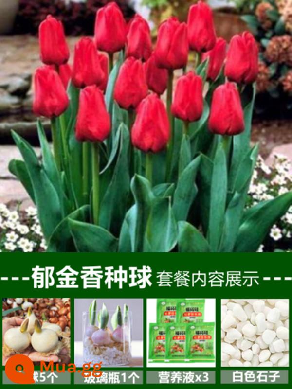 Tulip củ trồng thủy canh trong chậu có nụ cây hoa tươi trồng trong nhà hạt giống nhập khẩu dễ nuôi Bóng 5 độ - [Gói thủy canh] 5 bông hoa tulip đỏ [Dung dịch dinh dưỡng miễn phí + bột tạo rễ]