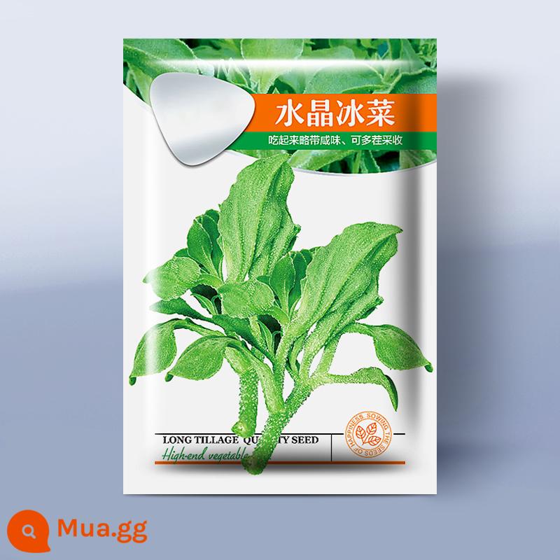 Hạt giống rau đá pha lê hạt giống rau ban công Daquan bốn mùa trong chậu đá cỏ cây giống trồng hạt giống rau vào mùa thu và mùa đông - Hạt giống rau củ Crystal Ice 2500 viên [5 gói]