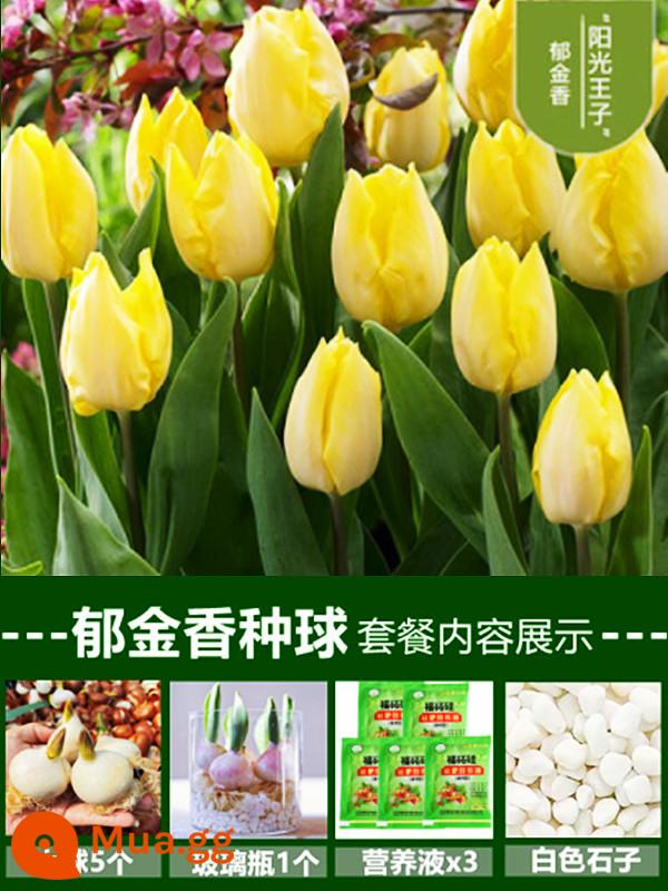 Tulip củ trồng thủy canh trong chậu có nụ cây hoa tươi trồng trong nhà hạt giống nhập khẩu dễ nuôi Bóng 5 độ - [Gói thủy canh] 5 bông hoa tulip vàng [Dung dịch dinh dưỡng miễn phí + bột tạo rễ]