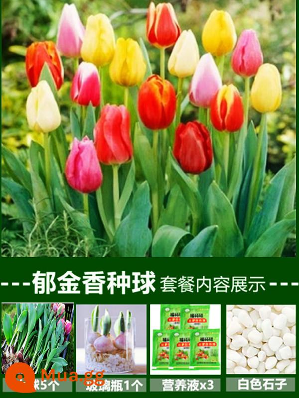 Tulip củ trồng thủy canh trong chậu có nụ cây hoa tươi trồng trong nhà hạt giống nhập khẩu dễ nuôi Bóng 5 độ - [Gói thủy canh có nụ] Hỗn hợp 5 màu hoa tulip [Dung dịch dinh dưỡng + phân bón miễn phí]