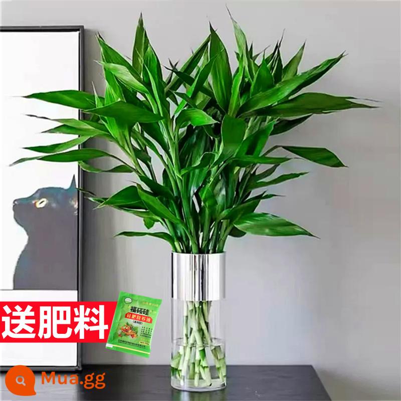 Yinliu Zhenhua Phân nhánh hoa tươi Triển lãm hoa trong nhà Cây xanh Hyproponic Năm mới - [Tre may mắn] 12 cành cao 70-80cm + dung dịch dinh dưỡng