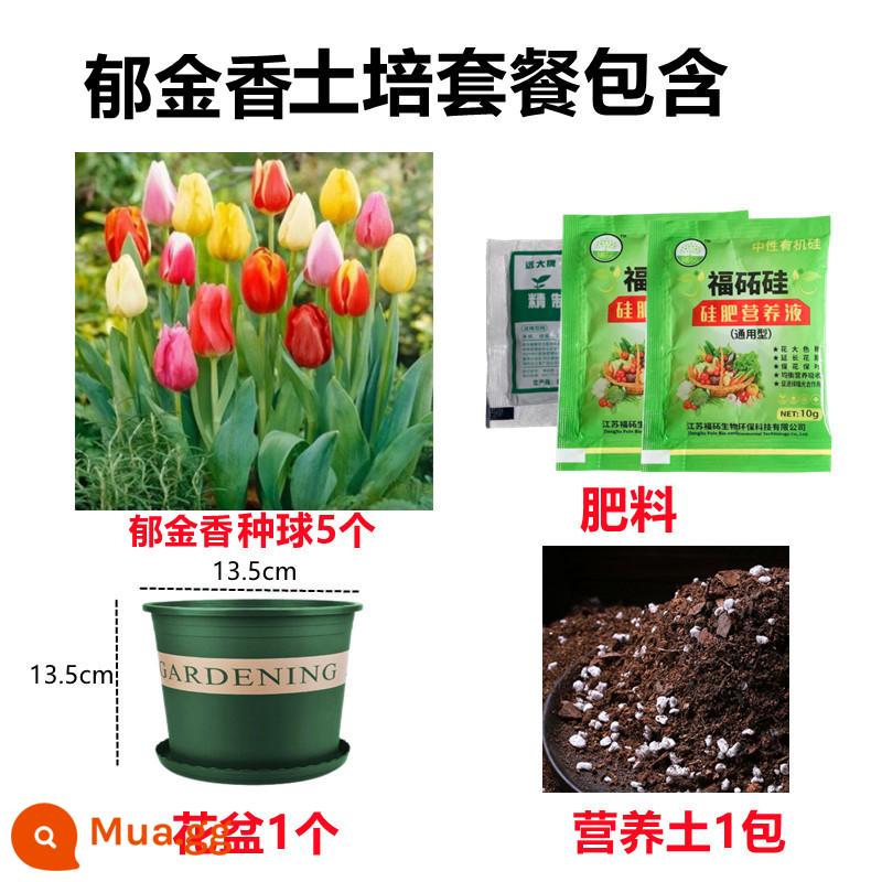 Tulip củ trồng thủy canh trong chậu có nụ cây hoa tươi trồng trong nhà hạt giống nhập khẩu dễ nuôi Bóng 5 độ - [Gói đất trồng nụ] Màu hỗn hợp 5 bông hoa tulip [Dung dịch dinh dưỡng + phân bón miễn phí