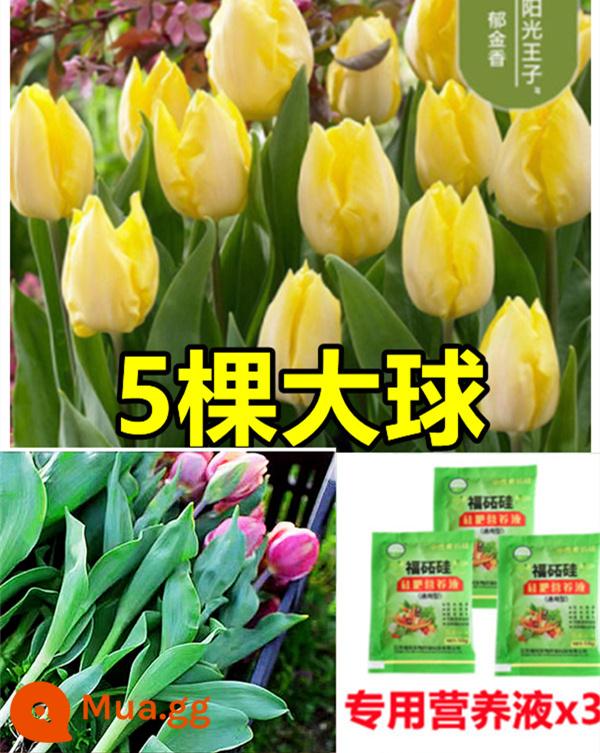 Tulip củ trồng thủy canh trong chậu có nụ cây hoa tươi trồng trong nhà hạt giống nhập khẩu dễ nuôi Bóng 5 độ - [Có nụ] 5 bông hoa tulip vàng [Dung dịch dinh dưỡng miễn phí + bột tạo rễ]