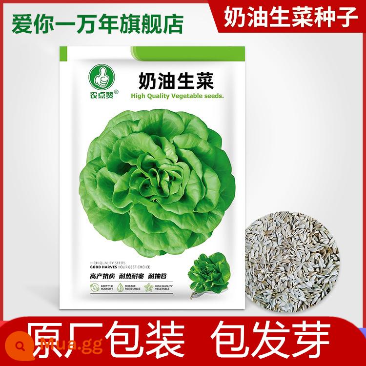 Hạt giống rau đá pha lê hạt giống rau ban công Daquan bốn mùa trong chậu đá cỏ cây giống trồng hạt giống rau vào mùa thu và mùa đông - Xà lách bơ 5g, khoảng 1500 miếng [loại phổ biến]