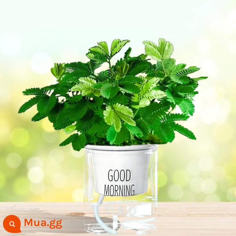 Hạt giống Mimosa Gói chậu cây Mimosa ban công hạt giống cây xanh hạt hoa hạt bạc hà dễ trồng vào tất cả các mùa - Mimosa (chậu buổi sáng tốt lành) + phân bón miễn phí