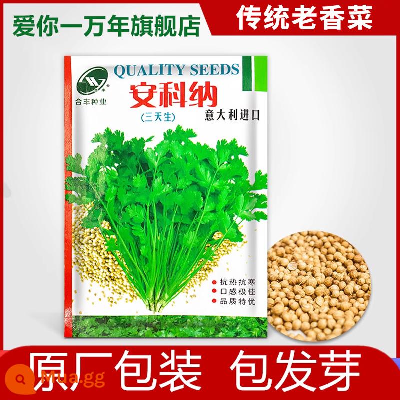 9,9 nhân dân tệ 3 gói hạt mộc lan vàng, cây giống gốc, chậu hạt giống rau diếp xoăn tím mềm lâu năm của Bỉ - [Mang theo gói] Hạt rau mùi tự làm 1000 viên