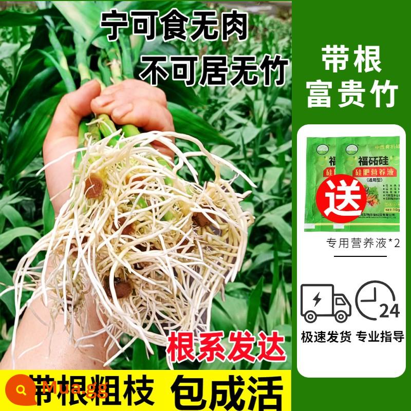 Cây may mắn thủy canh tre Guanyin tre trong nhà nuôi nước cây kim tiền có rễ phòng khách cây xanh hoa kudzu vàng chậu cây - [Gói vận chuyển kèm rễ] 10 cây Tre may mắn cao 65-75 cm, kèm dung dịch dinh dưỡng