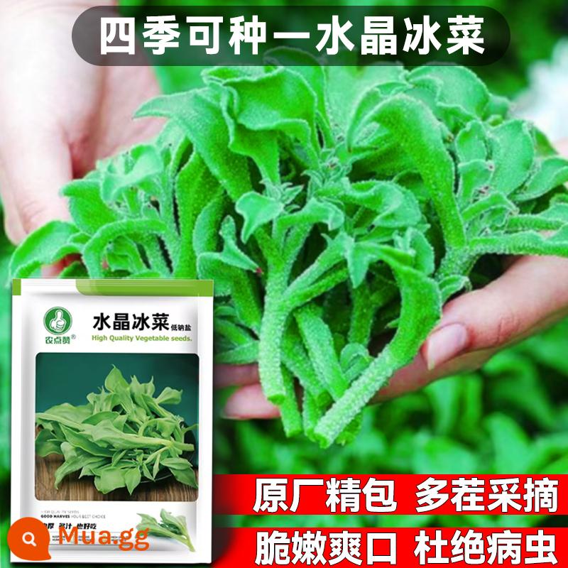 Crystal Ice Seeds Ban công Hạt giống rau trồng trong chậu Bộ sưu tập hoàn chỉnh Cây giống cỏ băng bốn mùa để trồng Hạt giống rau xanh vào mùa thu đông - (Trải nghiệm trồng 1 gói) Hạt giống rau Crystal Ice - Chính hãng chất lượng cao 500 viên ⚪ Giòn, mềm và sảng khoái