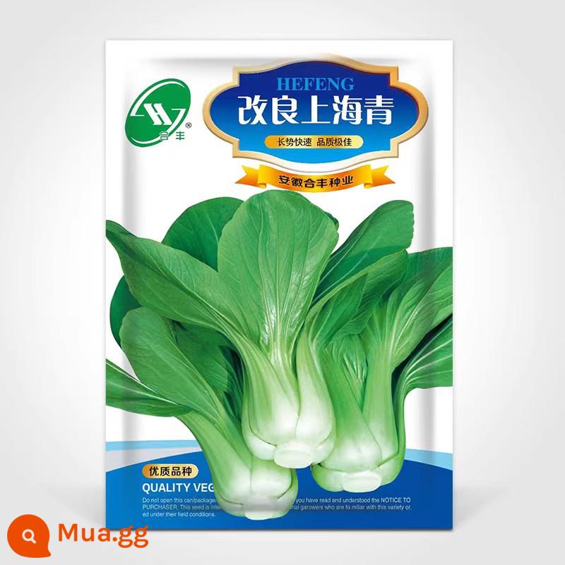 Crystal Ice Seeds Ban công Hạt giống rau trồng trong chậu Bộ sưu tập hoàn chỉnh Cây giống cỏ băng bốn mùa để trồng Hạt giống rau xanh vào mùa thu đông - Cải tiến Shanghai Green 30g [thu hoạch trong 20 ngày, giòn, mềm và ngon]