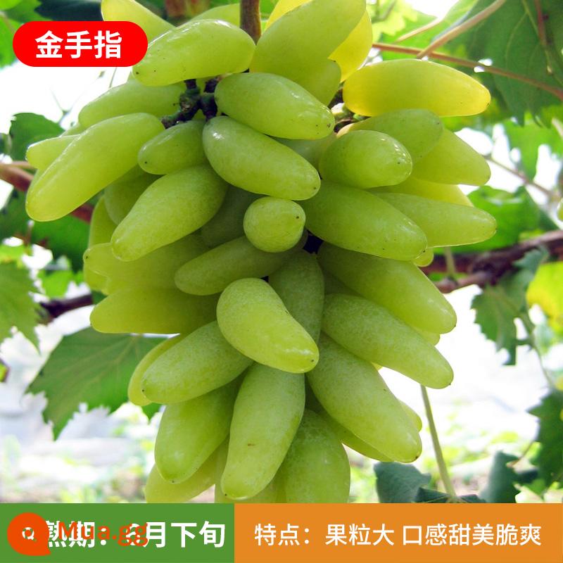 Kyoho Grapevine Sunshine Rose Sapphire Grapevine Qu Không hạt Nam Bắc Trồng trong chậu Cây leo vườn - Cây giống Goldfinger 12 tuổi