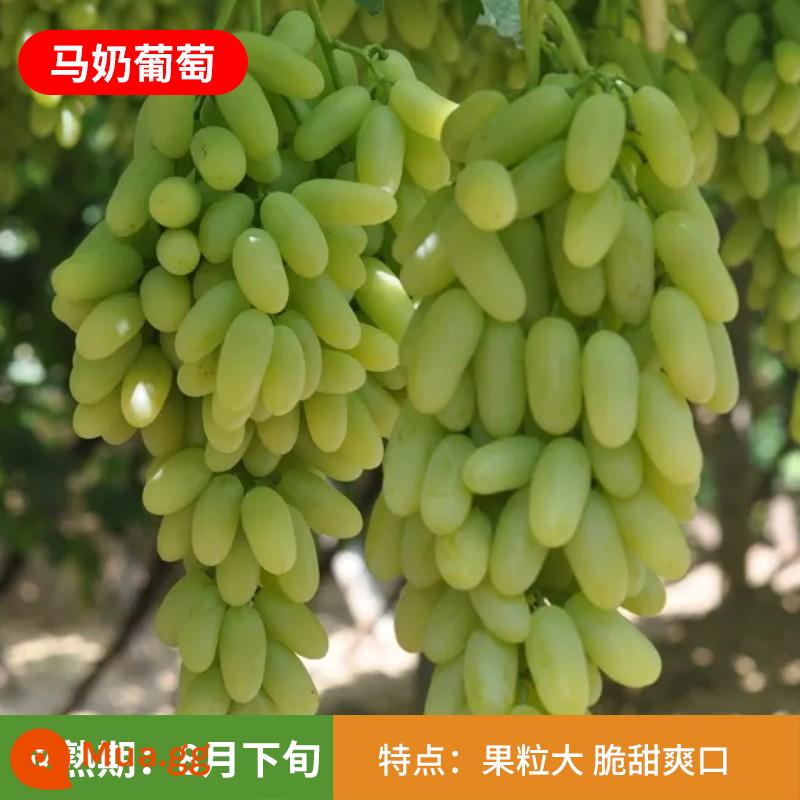 Kyoho Grapevine Sunshine Rose Sapphire Grapevine Qu Không hạt Nam Bắc Trồng trong chậu Cây leo vườn - Cây giống Ma Naizi 12 tuổi