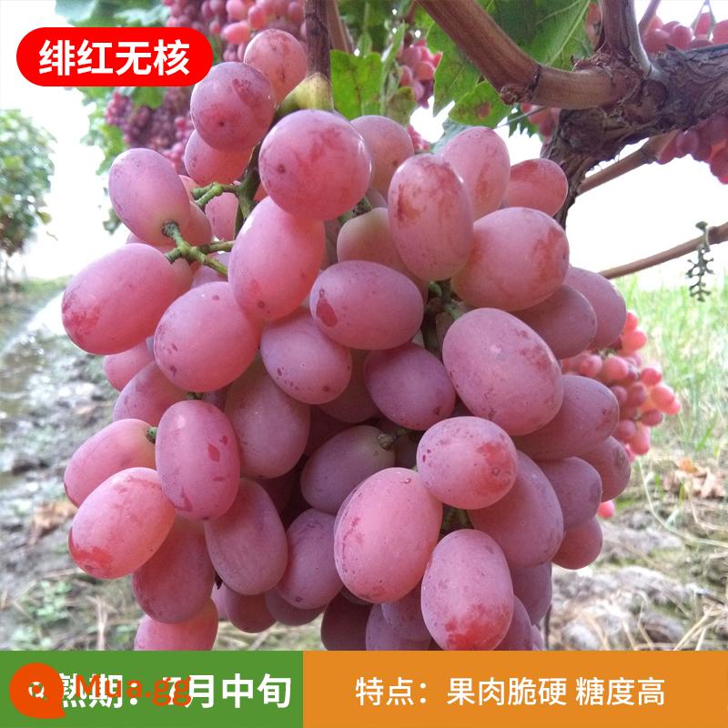 Kyoho Grapevine Sunshine Rose Sapphire Grapevine Qu Không hạt Nam Bắc Trồng trong chậu Cây leo vườn - Cây giống 12 tuổi không hạt màu đỏ thẫm