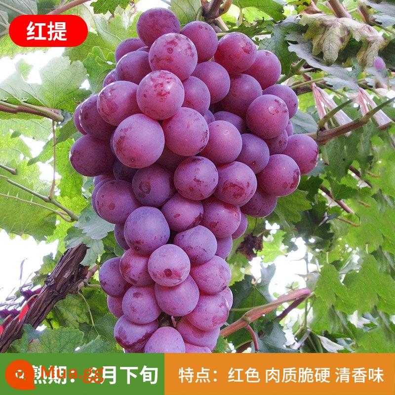 Kyoho Grapevine Sunshine Rose Sapphire Grapevine Qu Không hạt Nam Bắc Trồng trong chậu Cây leo vườn - Cây giống nho đỏ 12 tuổi