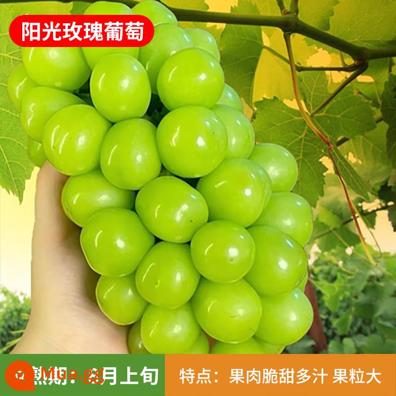 Kyoho Grapevine Sunshine Rose Sapphire Grapevine Qu Không hạt Nam Bắc Trồng trong chậu Cây leo vườn - Cây giống Sunshine Rose 12 tuổi