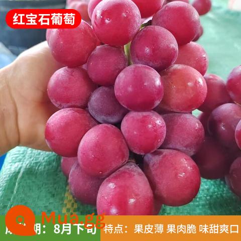 Kyoho Grapevine Sunshine Rose Sapphire Grapevine Qu Không hạt Nam Bắc Trồng trong chậu Cây leo vườn - Cây giống Ruby 12 tuổi