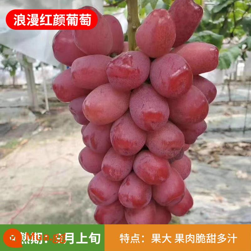 Kyoho Grapevine Sunshine Rose Sapphire Grapevine Qu Không hạt Nam Bắc Trồng trong chậu Cây leo vườn - Vẻ đẹp lãng mạn Cây con 12 tuổi