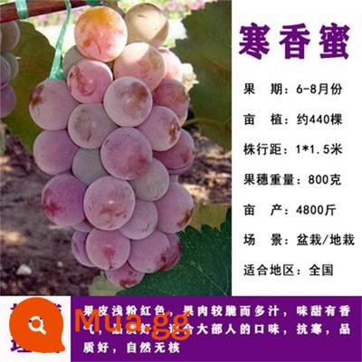 Kyoho Grapevine Sunshine Rose Sapphire Grapevine Qu Không hạt Nam Bắc Trồng trong chậu Cây leo vườn - Cây giống Hanxiangmi 12 tuổi