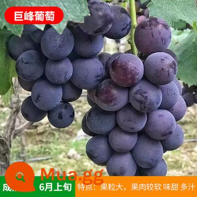 Kyoho Grapevine Sunshine Rose Sapphire Grapevine Qu Không hạt Nam Bắc Trồng trong chậu Cây leo vườn - Cây giống Jufeng 12 tuổi