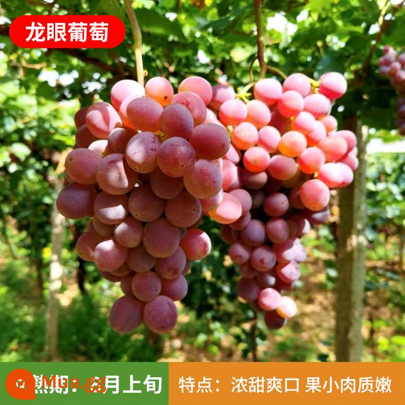 Kyoho Grapevine Sunshine Rose Sapphire Grapevine Qu Không hạt Nam Bắc Trồng trong chậu Cây leo vườn - Cây giống nho nhãn 12 tuổi