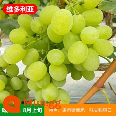 Kyoho Grapevine Sunshine Rose Sapphire Grapevine Qu Không hạt Nam Bắc Trồng trong chậu Cây leo vườn - Cây giống Victoria 12 tuổi