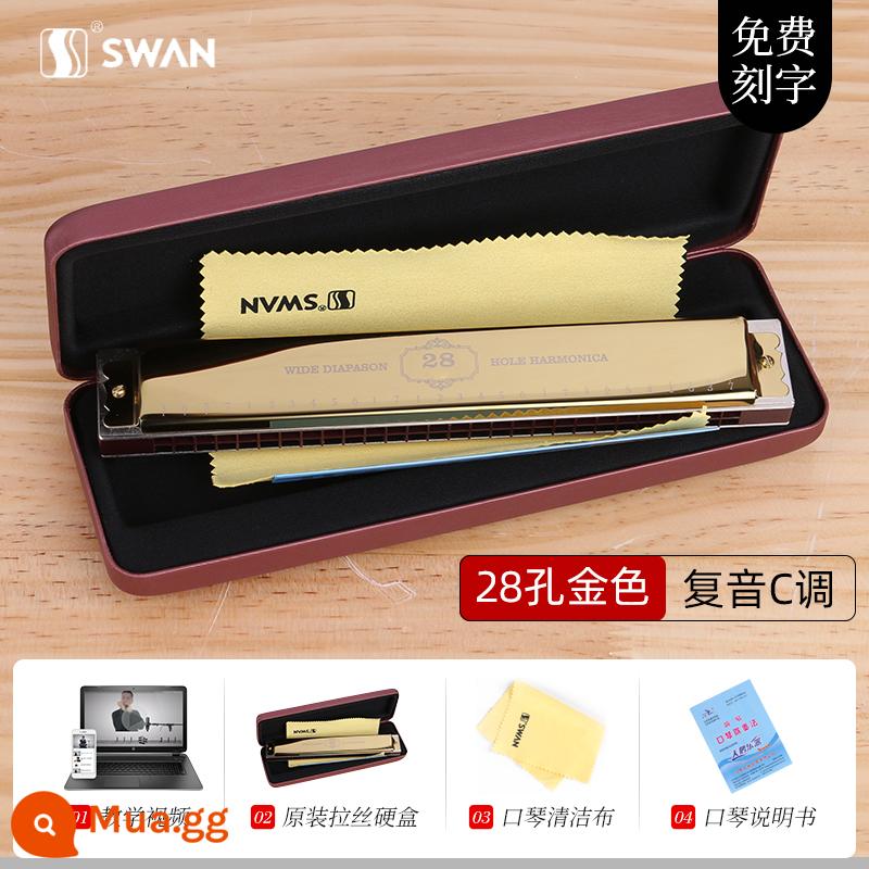 Kèn kèn thiên nga đích thực 24 lỗ C-tone đa âm cho người mới bắt đầu Harmonica nam 28 lỗ biểu diễn chuyên nghiệp cấp độ nâng cao - [Giáo Viên Đề Xuất - Trình Độ Đa Âm] 28 Lỗ C - Dream Gold - Thang Diatonic + Trọn Bộ Quà Tặng