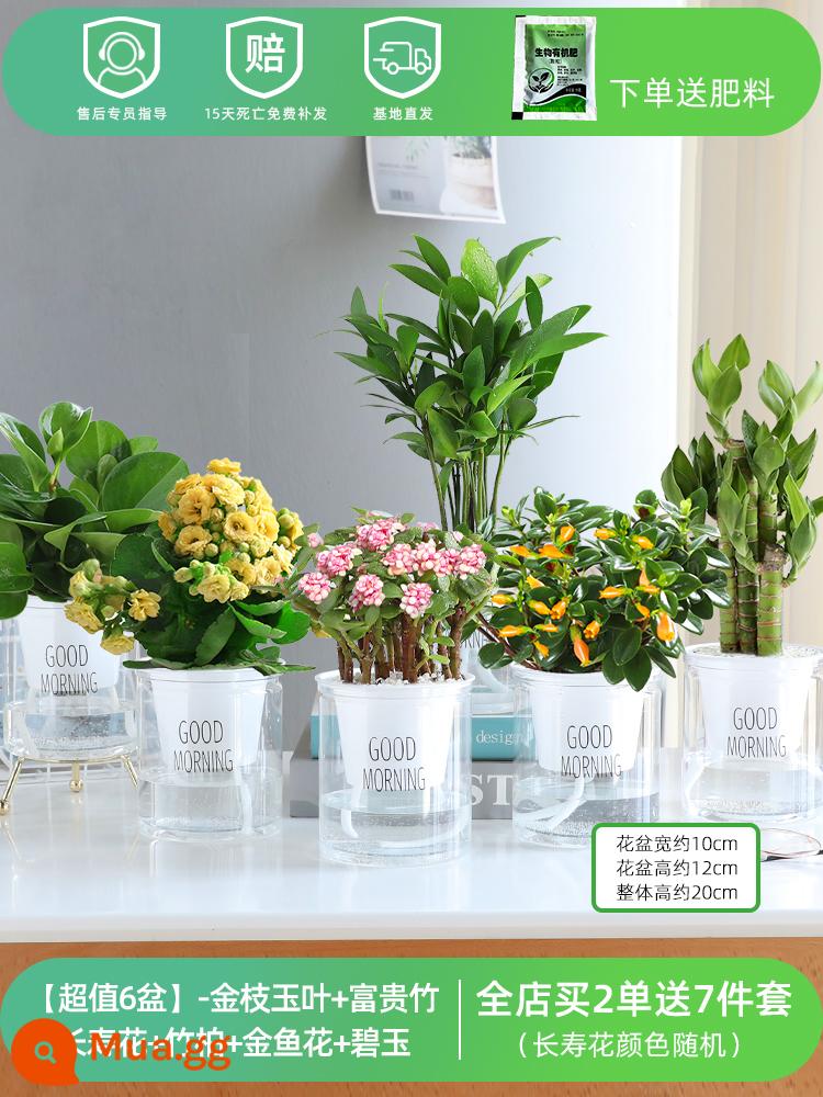 Golden Geluo Chlorophytum cây tài lộc hoa chậu cây xanh nhỏ văn phòng cây mọng nước thủy canh loại bỏ formaldehyde tốt - [6 chậu giá trị lớn] Cành vàng lá ngọc + trúc may mắn + hoa trường thọ + bách trúc + hoa cá vàng + ngọc thạch anh (miễn phí phân bón)