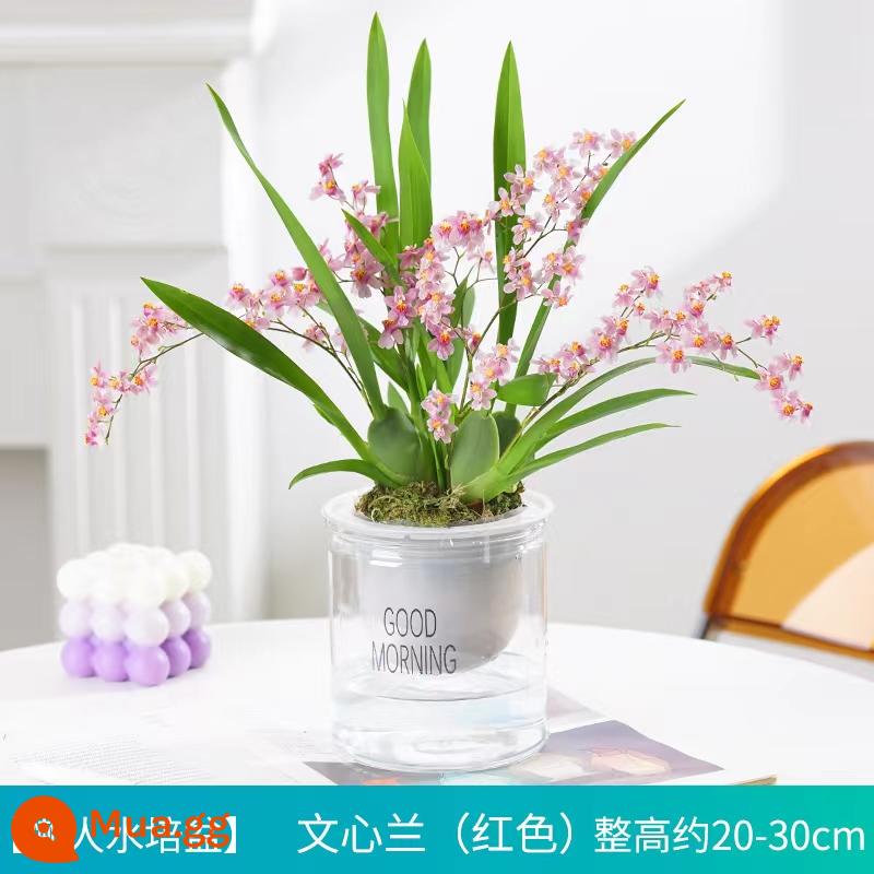 Nước hoa Wenxin Hoa lan với những nụ hoa trong mơ Hoa lan thơm hoa và thực vật trong nhà và chậu cây xanh - 1 cây giống lan vũ nữ đỏ, 2 cây giống + chậu thủy canh (có phân bón)