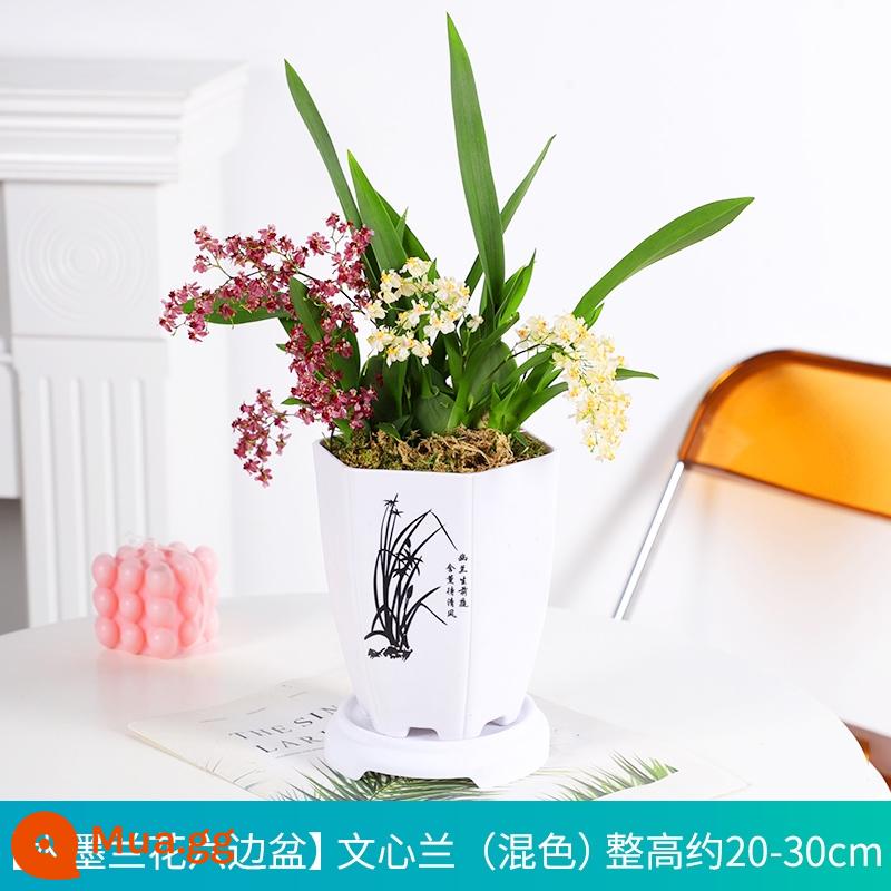 Nước hoa Wenxin Hoa lan với những nụ hoa trong mơ Hoa lan thơm hoa và thực vật trong nhà và chậu cây xanh - [Oncidium hai màu] đỏ + trắng sữa kết hợp với 6 cây con + chậu sáu cạnh phong lan mực + giá đỡ đáy (đã bao gồm phân bón)