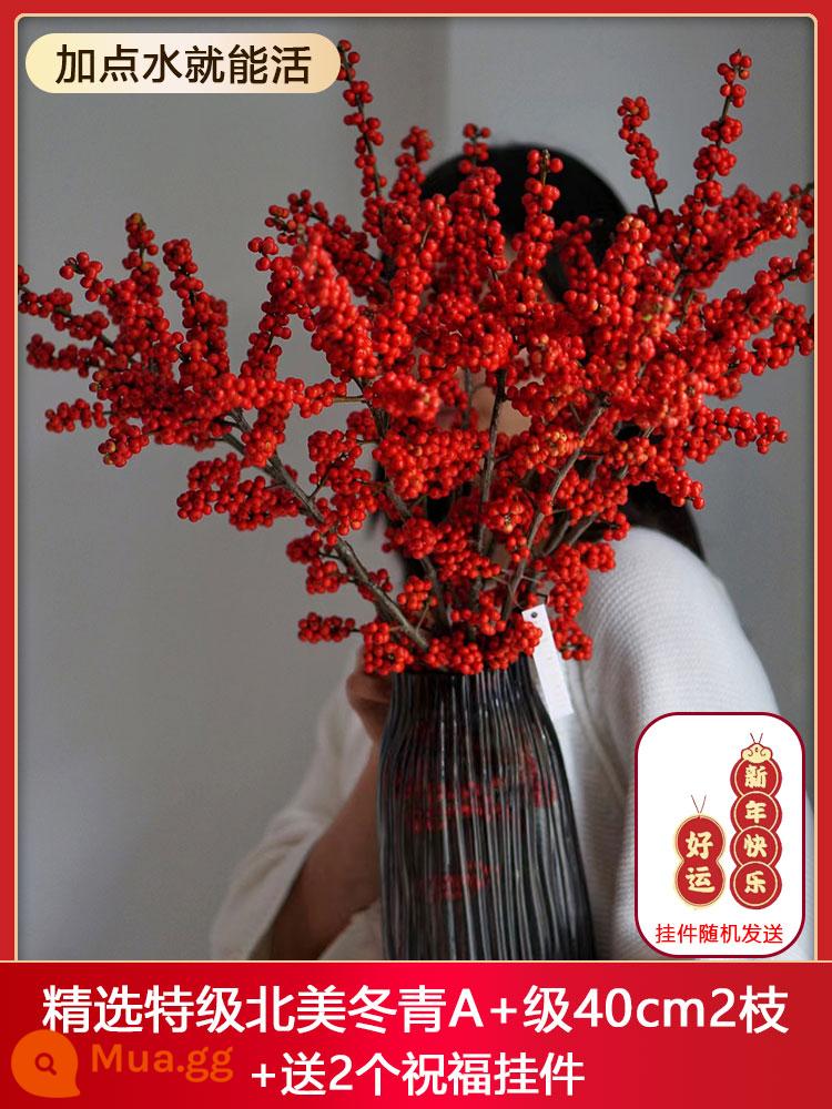 Nhập khẩu Bắc Mỹ Cut Flower Red Fruit Fruit năm mới của năm mới Lễ hội Lantern Hydroponic Hydroponic Yunnan Kunming Flower - Chọn lọc 2 cây nhựa ruồi Bắc Mỹ loại A+ cao cấp 40cm 2 cành + tặng 2 mặt dây chuyền chúc phúc