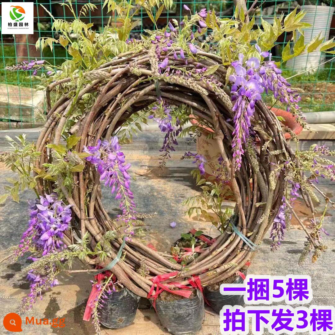 Wisteria hoa cây giống với chồi cũ cọc leo tường cây nho che nắng hoa cây non trồng trong chậu bốn mùa ra hoa vườn hoa - 3 bông hoa tử đằng (dài khoảng 3 mét) [nở rộ và nở rộ]