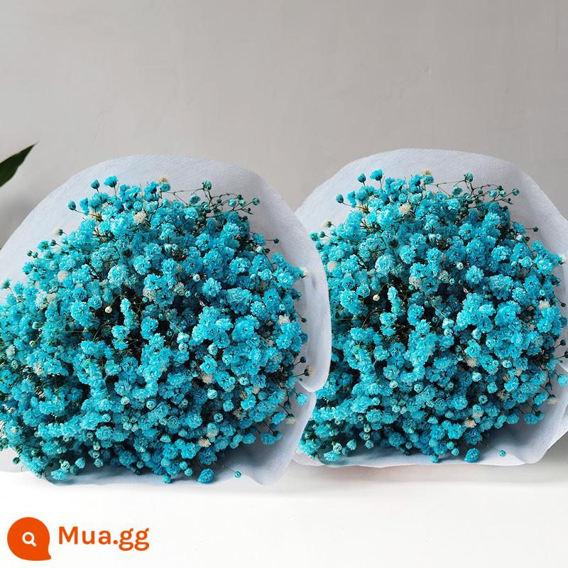 Gypsophila khô hoa trang trí phòng khách trang trí bán buôn gió tự nhiên tươi bình hoa thật quà tặng chất liệu tự làm - Gypsophila xanh (mua một tặng một, tổng cộng hai bó)