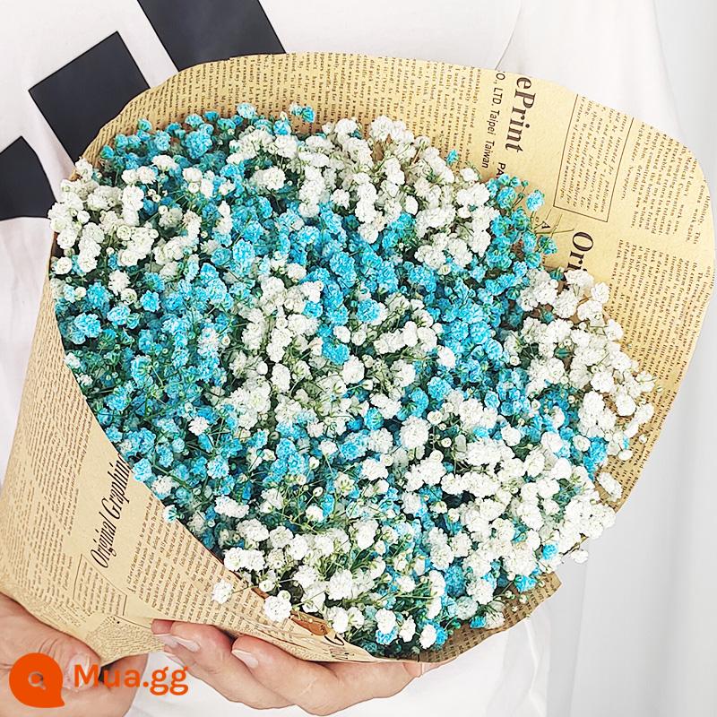 Gypsophila khô hoa trang trí phòng khách trang trí bán buôn gió tự nhiên tươi bình hoa thật quà tặng chất liệu tự làm - Gypsophila xanh + trắng mỗi pound (phiên bản dài)