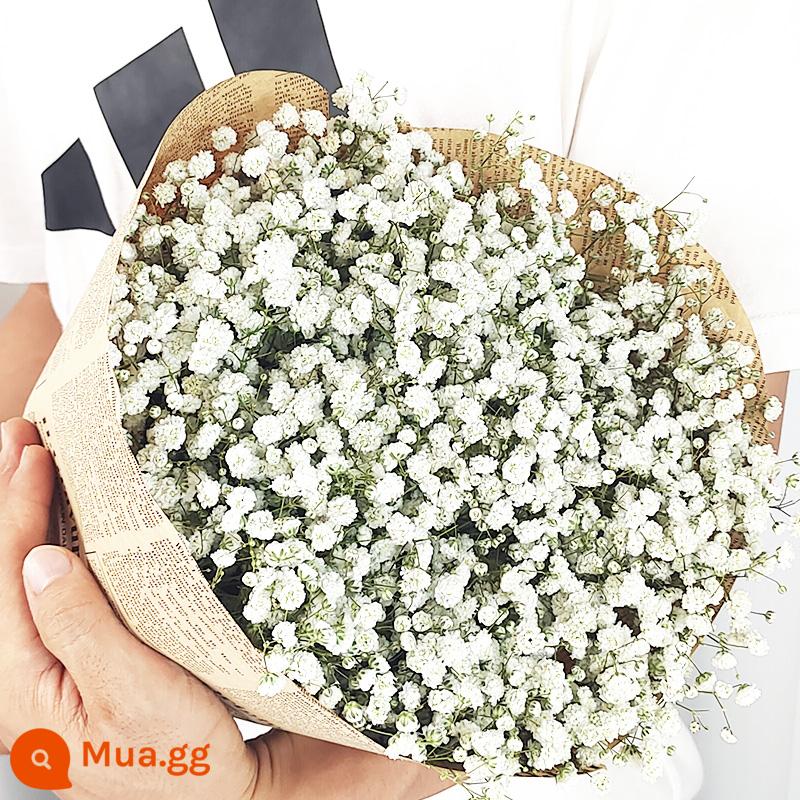 Gypsophila khô hoa trang trí phòng khách trang trí bán buôn gió tự nhiên tươi bình hoa thật quà tặng chất liệu tự làm - Gypsophila trắng mỗi kg (phiên bản dài)