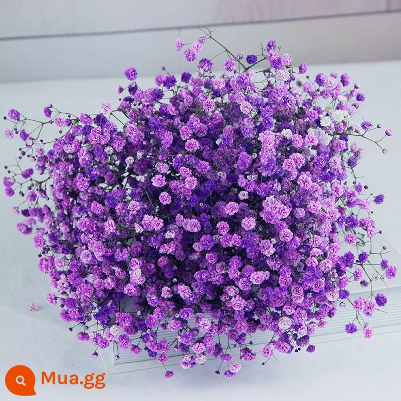 Gypsophila khô hoa trang trí phòng khách trang trí bán buôn gió tự nhiên tươi bình hoa thật quà tặng chất liệu tự làm - Bó lớn Gypsophila màu tím (không bao gồm chai)